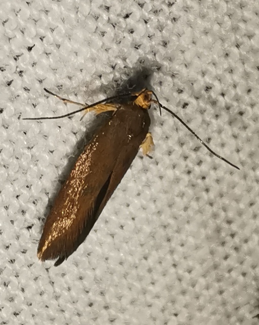 Crassa tinctella/unitella