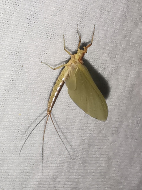 Potamanthus luteus - folyamvirág