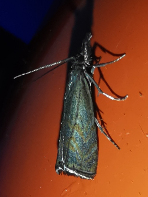 Platytes cerussella - törpe fűgyökérmoly