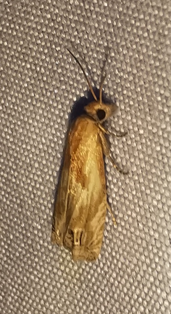 Eucosma