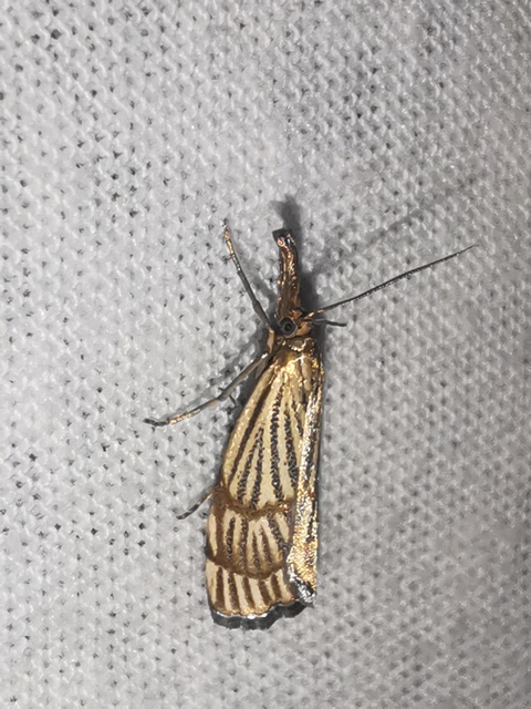 Chrysocrambus linetella - déli fűgyökérmoly