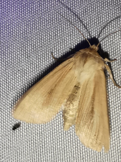 Mythimna pallens/impura/straminea