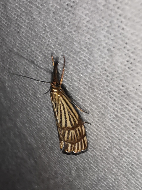 Chrysocrambus linetella - déli fűgyökérmoly