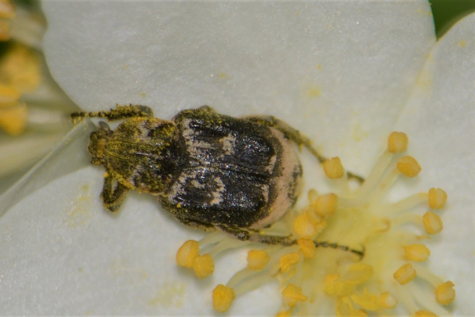 Valgus hemipterus - suta virágbogár