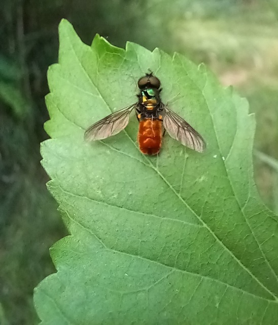 Chloromyia speciosa