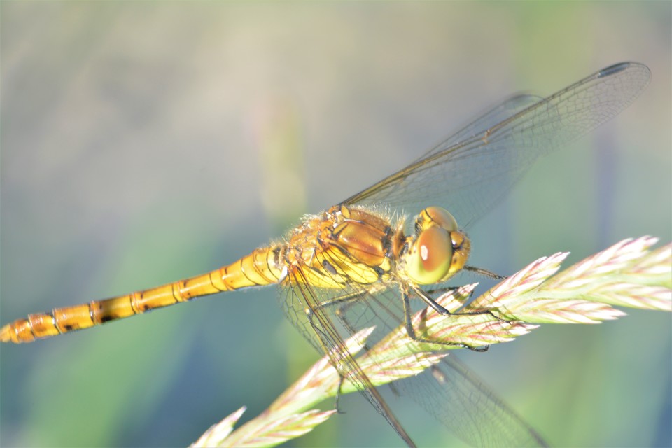 Sympetrum striolatum - harántsávos katona-szitakötő