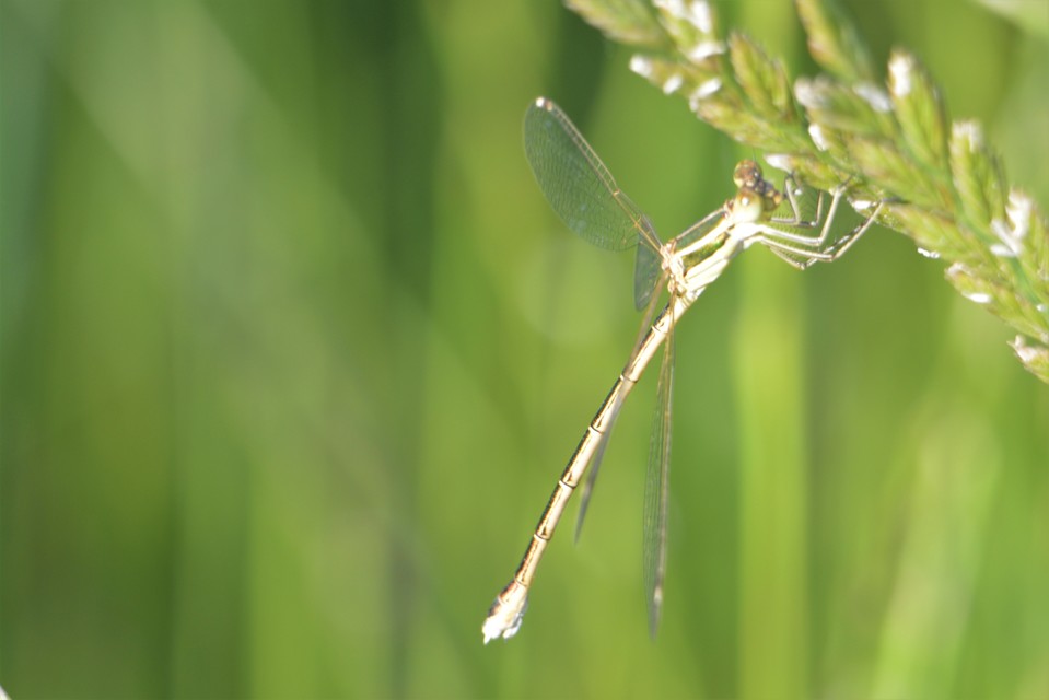 Lestes barbarus - foltosszárnyjegyű rablószitakötő