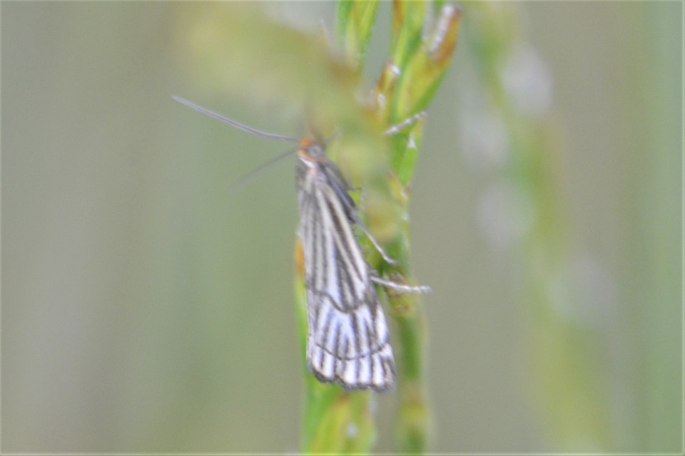 Chrysocramboides craterella - rácsos fűgyökérmoly