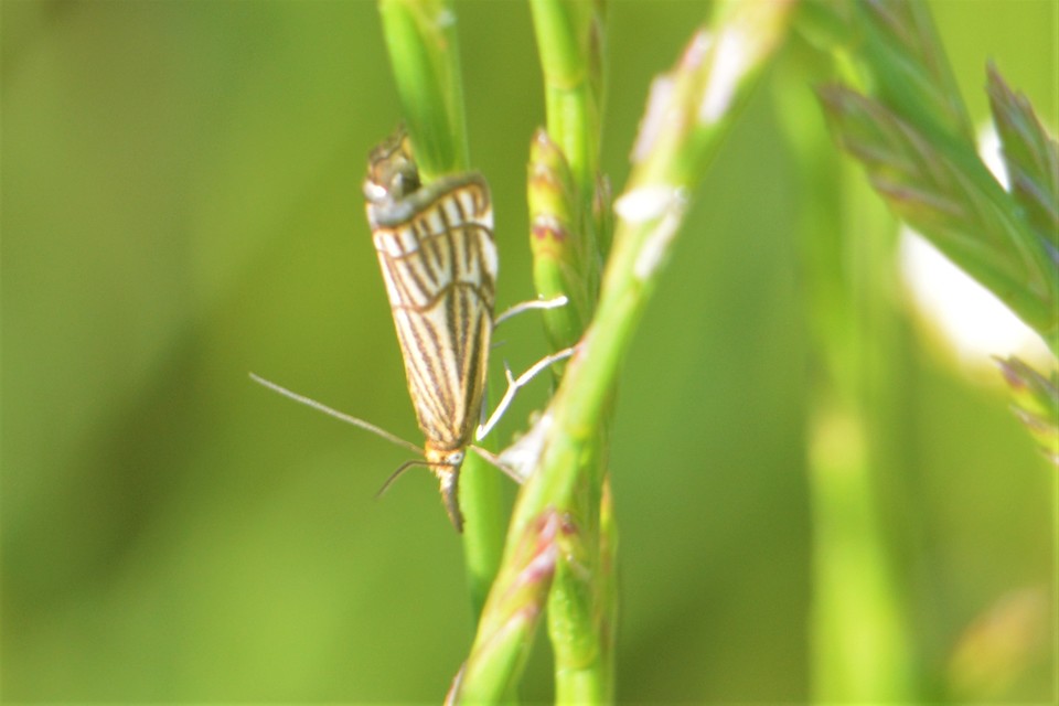 Chrysocramboides craterella - rácsos fűgyökérmoly