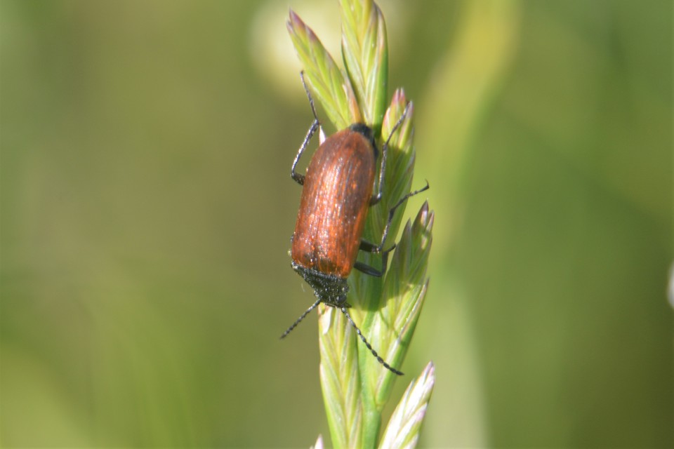 Omophlus proteus - közönséges pejbogár Omophlus proteus - közönséges pejbogár