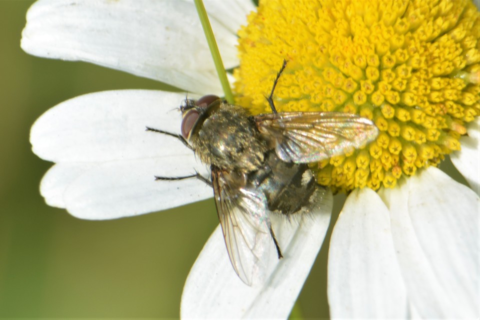 Pollenia
