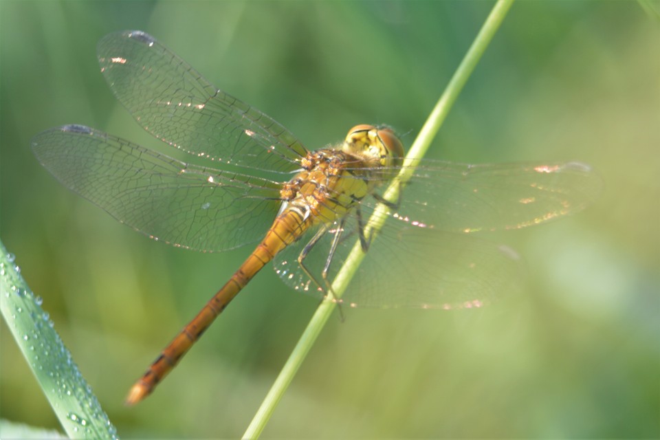 Sympetrum striolatum - harántsávos katona-szitakötő