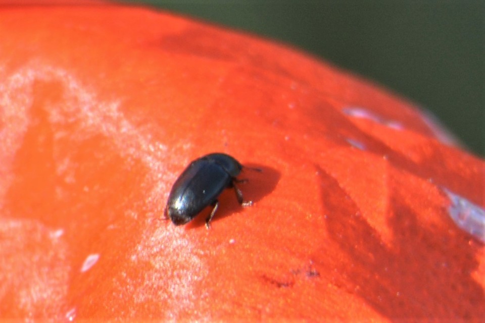 Meligethinae