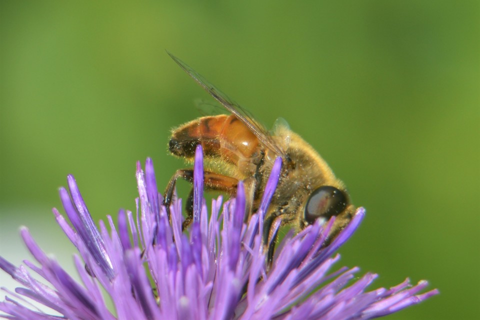 Eristalis tenax - közönséges herelégy