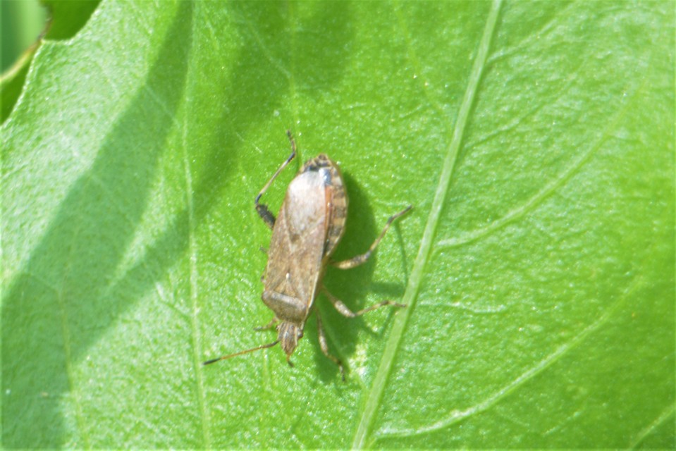 Ceraleptus gracilicornis - tüskéslábú karimáspoloska