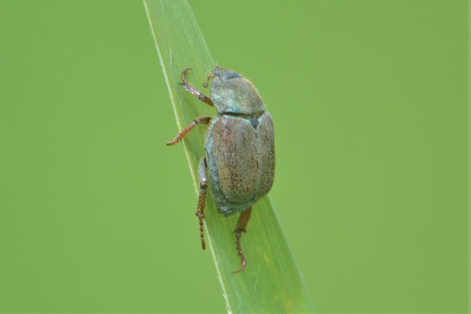 Hoplia philanthus