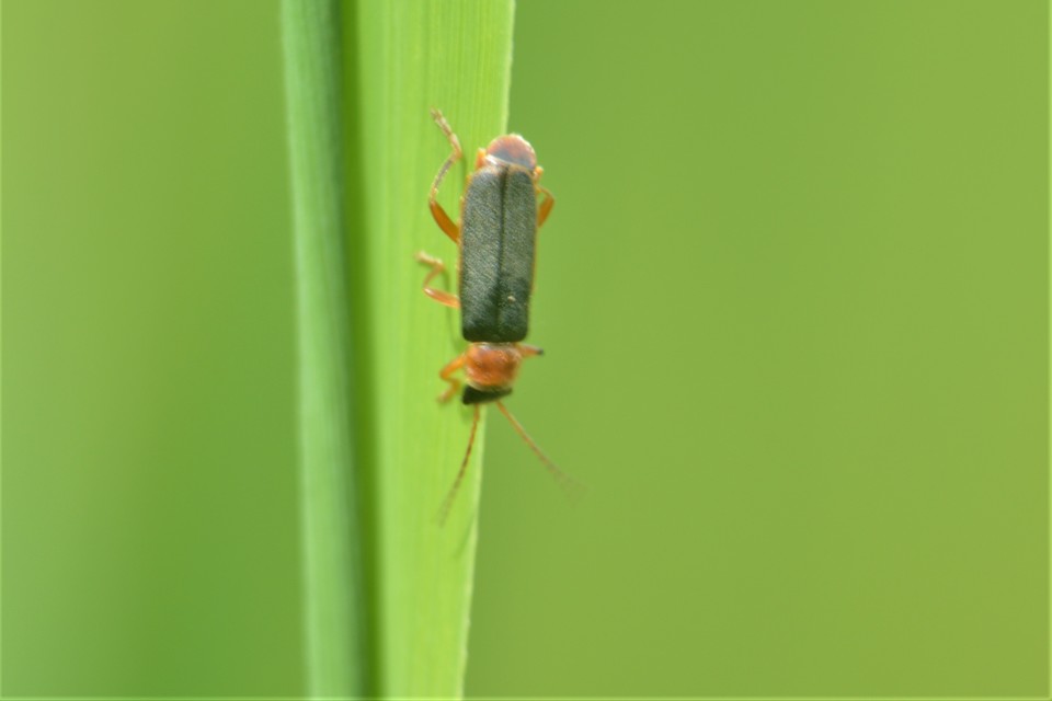 Cantharis lateralis - szegélyes lágybogár