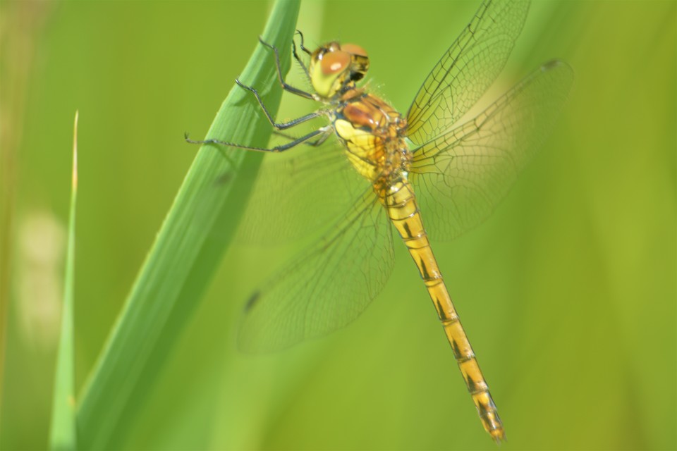 Sympetrum striolatum/vulgatum