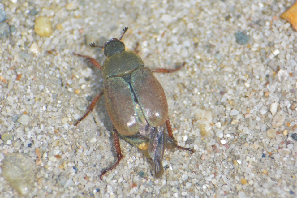 Hoplia philanthus