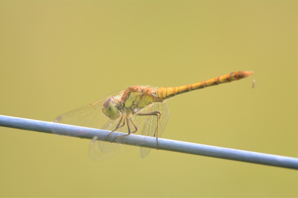 Sympetrum striolatum/vulgatum