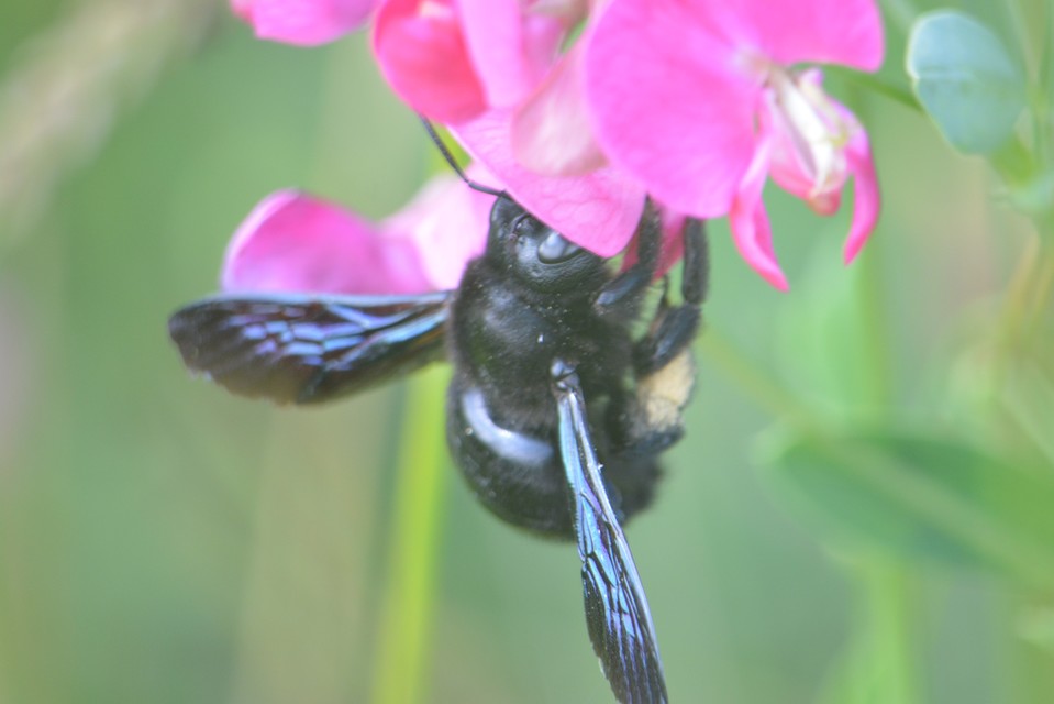 Xylocopa