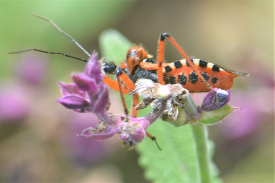 Rhynocoris iracundus - közönséges gyilkospoloska