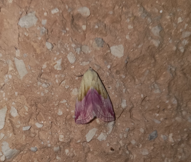 Eublemma purpurina - bíboros törpebagoly