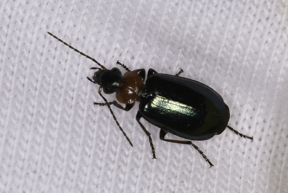 Lebia cyanocephala - pompás cserjefutó
