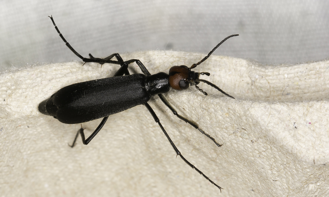 Epicauta rufidorsum - hollóbogár