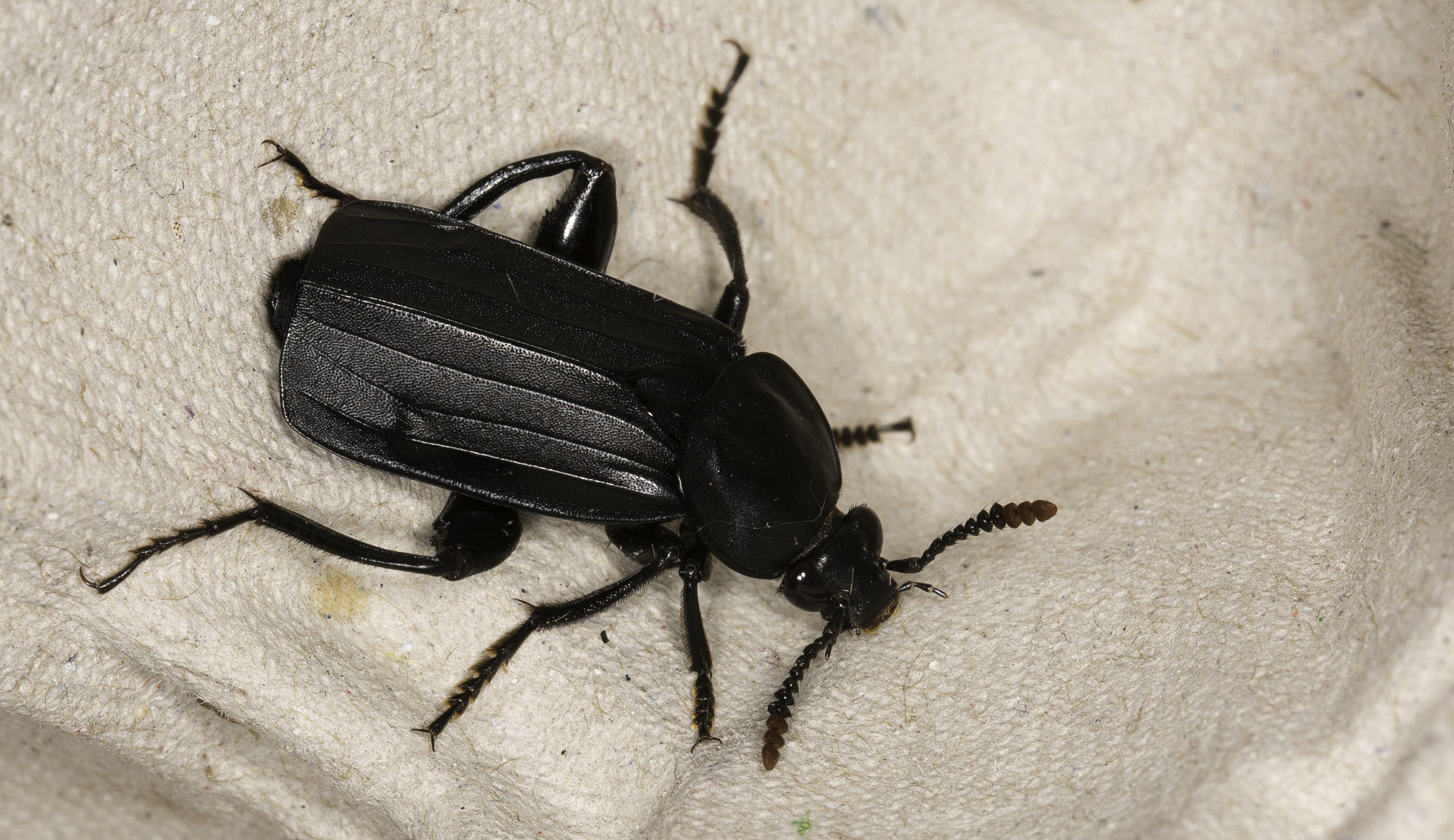 Necrodes littoralis - nagy dögbogár