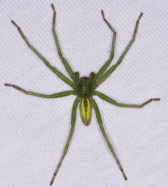 Micrommata virescens - hunyópók