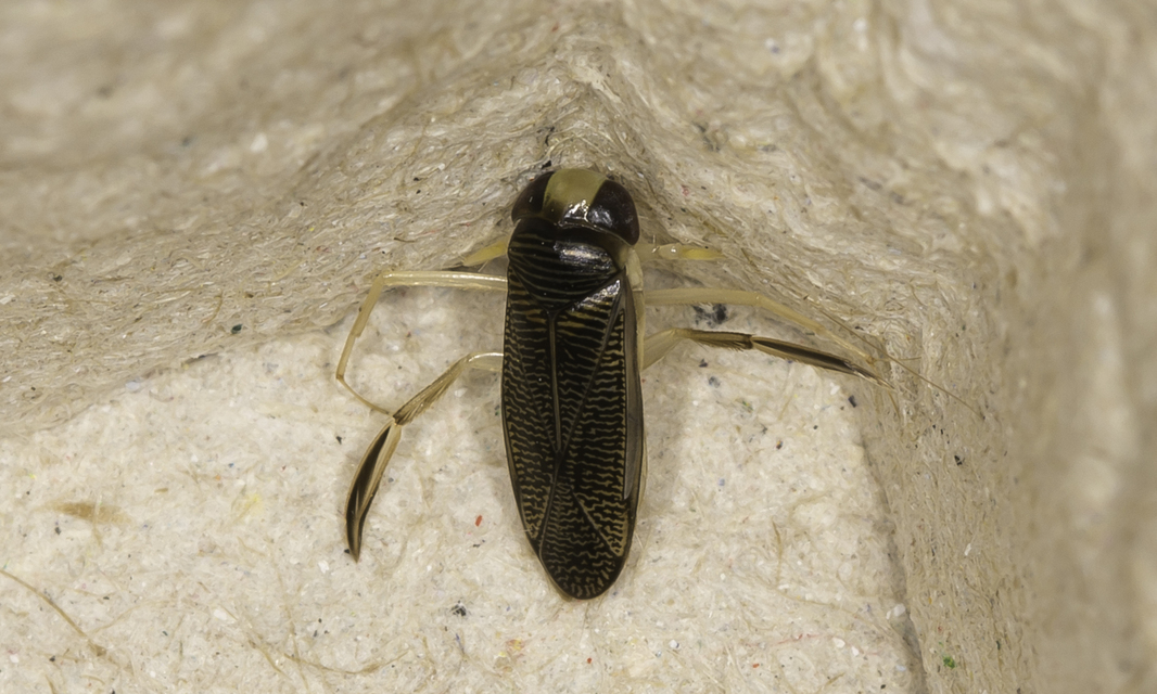 Corixidae - búvárpoloskák Corixidae - búvárpoloskák