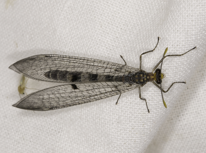 Megistopus flavicornis - kétfoltos hangyaleső Megistopus flavicornis - kétfoltos hangyaleső