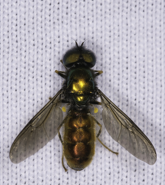 Chloromyia speciosa