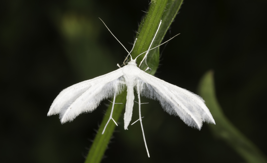 Pterophorus pentadactyla - fehér tollasmoly