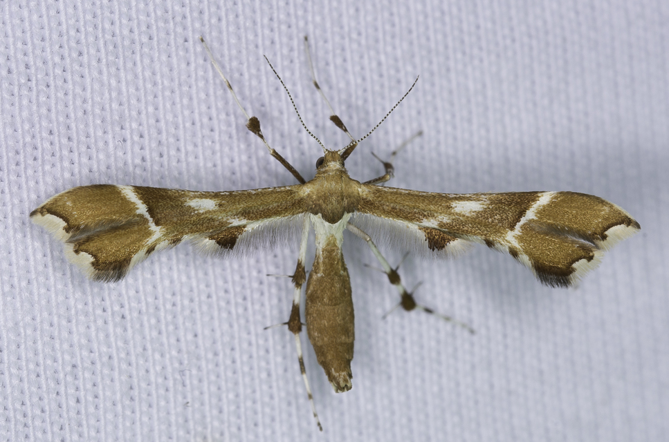 Cnaemidophorus rhododactyla - rózsabogyó-tollasmoly