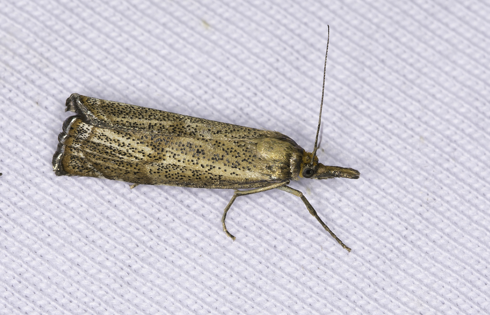 Thisanotia chrysonuchella - tavaszi fűgyökérmoly