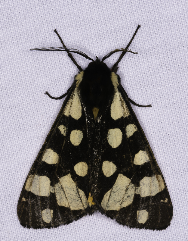 Arctia villica - fekete medvelepke