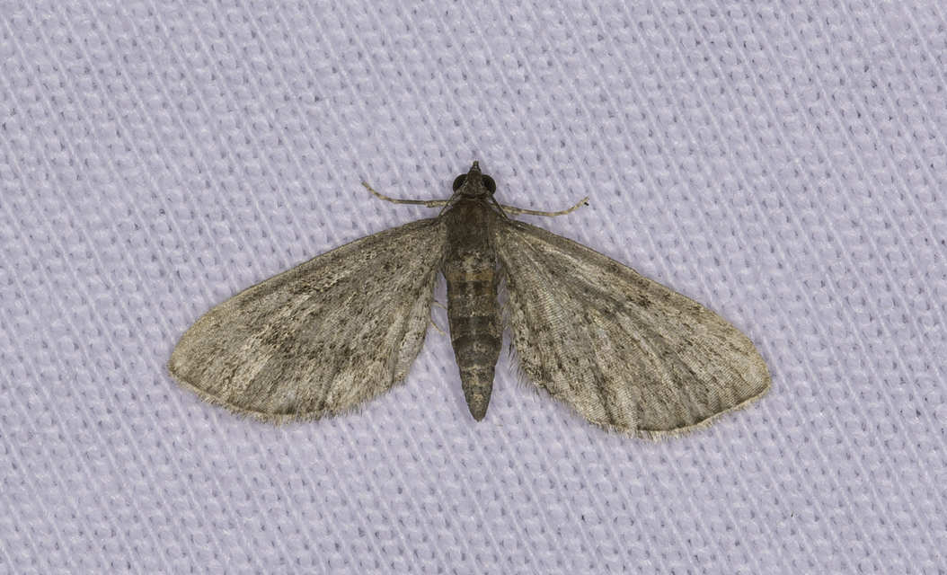 Eupithecia haworthiata - rozsdástestű törpearaszoló