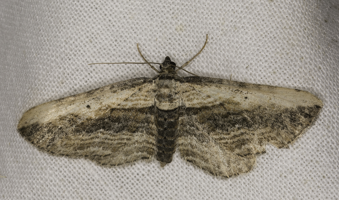 tarka iszalagaraszoló - Horisme vitalbata