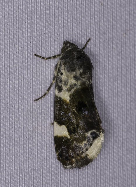 Acontia lucida - fehér nappalibagoly