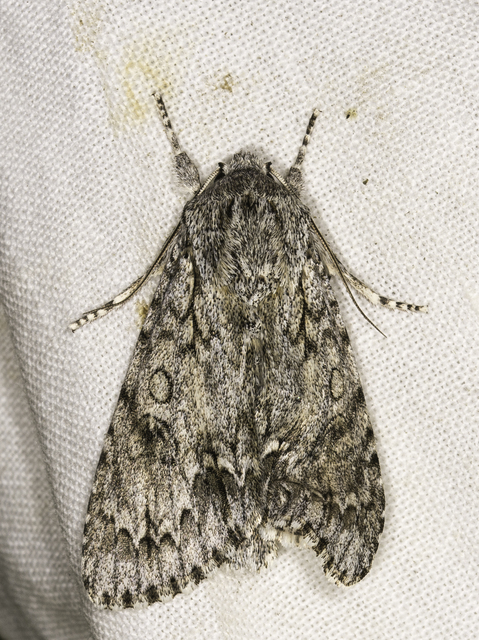 vadgesztenye-szigonyosbagoly - Acronicta aceris
