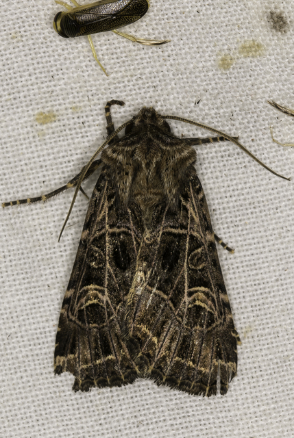 Heliophobus reticulata - fehéreres kertibagoly