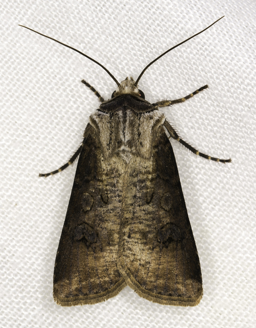 Agrotis clavis - zömök földibagoly