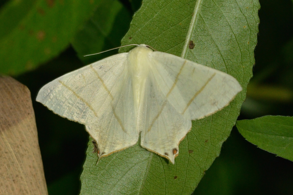 Ourapteryx sambucaria - fecskefarkú araszoló