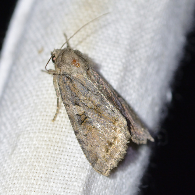 Apterogenum ypsillon - ipszilon-erdeibagoly