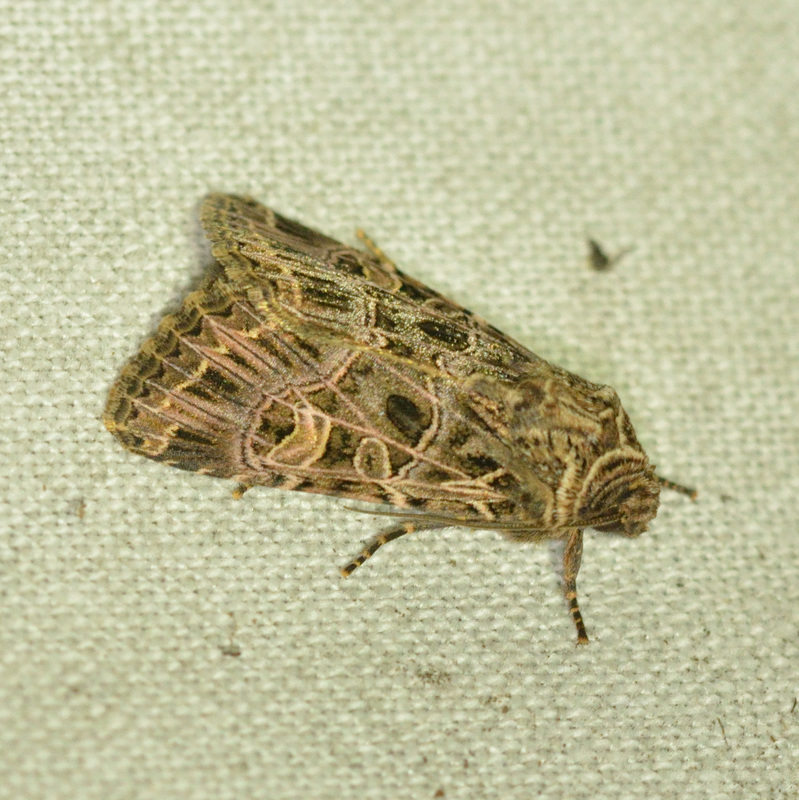 Heliophobus reticulata - fehéreres kertibagoly