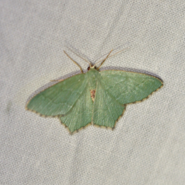 Hemithea aestivaria - nyír-zöldaraszoló