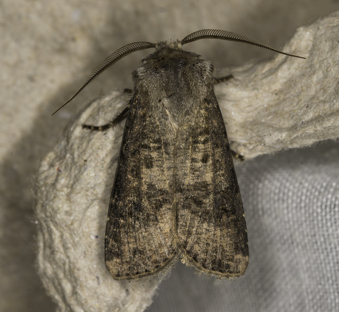 zömök földibagoly - Agrotis clavis