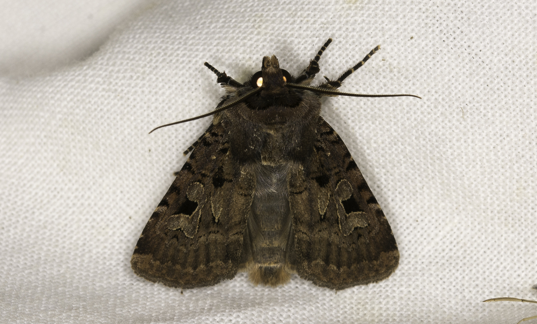 Chersotis rectangula - barna földibagoly